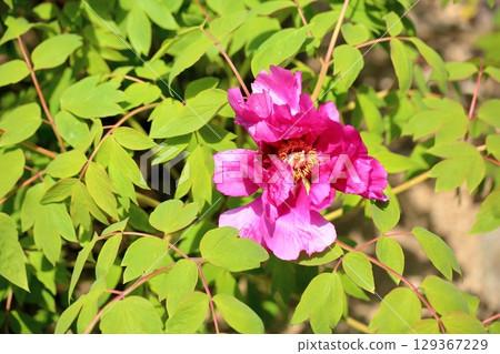 盛開的牡丹花紫色現貨 盛開的牡丹花紫色現貨 129367229