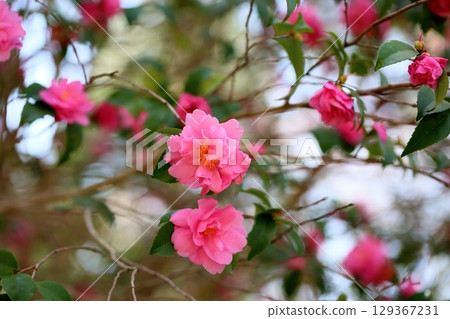 可愛的粉紅色山茶花 129367231