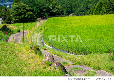 "Summer Rural Landscape" Sakamoto Rice Terraces (Kameyama City, Mie Prefecture) "Summer Rural Landscape" Sakamoto Rice Terraces (Kameyama City, Mie Prefecture) 129367253
