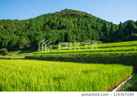 【夏日稻田風光】坂本梯田（三重縣龜山市） 129367284