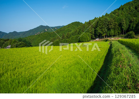 [Summer rice field scenery] Sakamoto Rice Terraces (Kameyama City, Mie Prefecture) 129367285