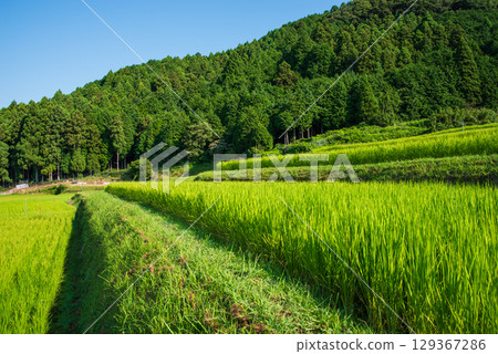 【夏日稻田風光】坂本梯田(三重縣龜山市) 【夏日稻田風光】坂本梯田(三重縣龜山市) 129367286