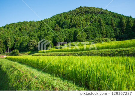 【夏日稻田風光】坂本梯田（三重縣龜山市） 129367287