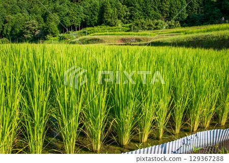 【夏日稻田風光】坂本梯田（三重縣龜山市） 129367288