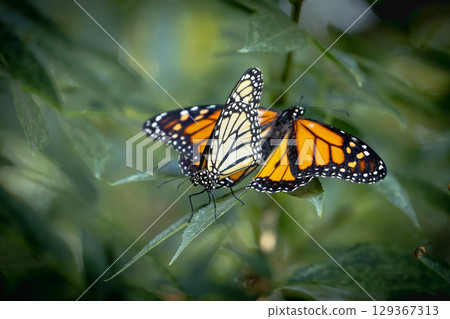 Mating Behavior of Endangered Monarch Butterflies on Green Foliage. 129367313