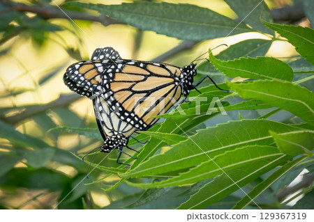 Mating Behavior of Endangered Monarch Butterflies on Green Foliage. 129367319