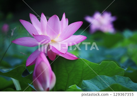 風景與蓮花 129367355