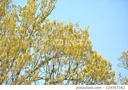 Refreshing flower spikes of sawtooth oak Refreshing flower spikes of sawtooth oak 129367362