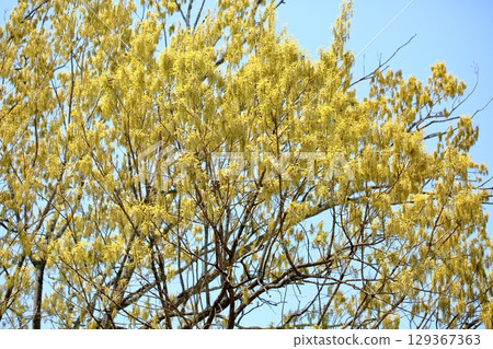 鋸齒橡木的清爽花穗 129367363