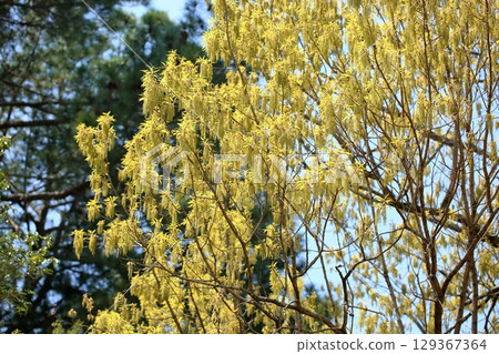 鋸齒橡木的清爽花穗 129367364