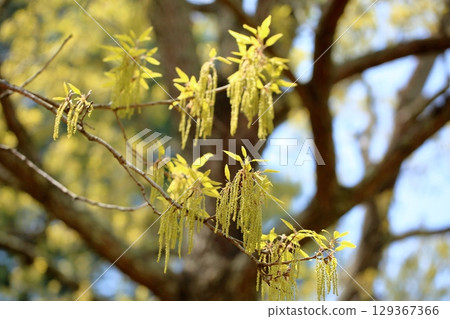 Refreshing flower spikes of sawtooth oak Refreshing flower spikes of sawtooth oak 129367366