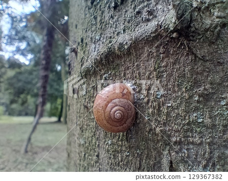 樹上的蝸牛 129367382