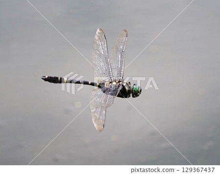 Giant mountain dragonfly flying over the water Giant mountain dragonfly flying over the water 129367437