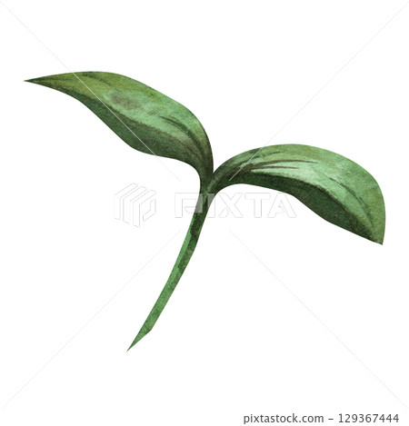 Green sprout, seedling, plant seedling. Botanical watercolor illustration of a bush or tree seedling, flower. Garden and vegetable garden theme, clip art, white background 129367444