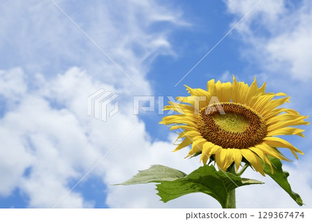 Lively sunflowers blooming in the summer sky Blue sky and white clouds 129367474