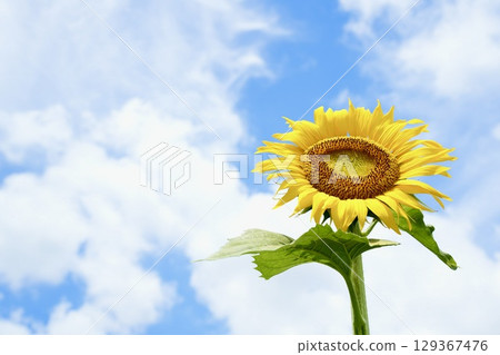 Lively sunflowers blooming in the summer sky Blue sky and white clouds 129367476