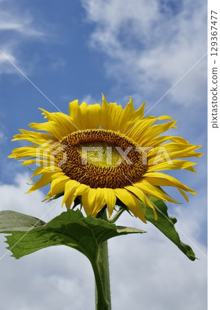 Lively sunflowers blooming in the summer sky Blue sky and white clouds 129367477