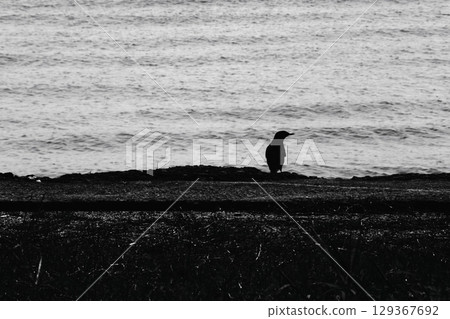 A lone bird on the beach 129367692