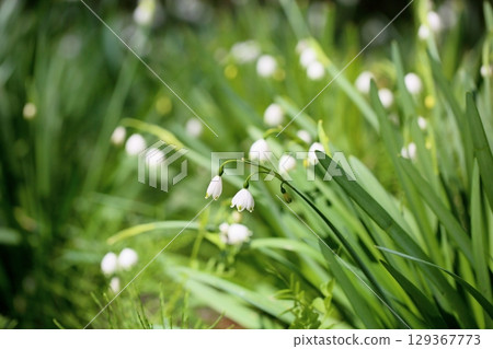 Cute snowflake flowers 129367773