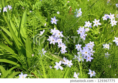 Refreshing lily of the valley flowers 129367775