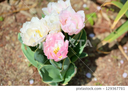 Refreshing tulip flowers Refreshing tulip flowers 129367781
