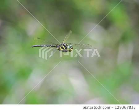 Flight of Sarasa yama Flight of Sarasa yama 129367833