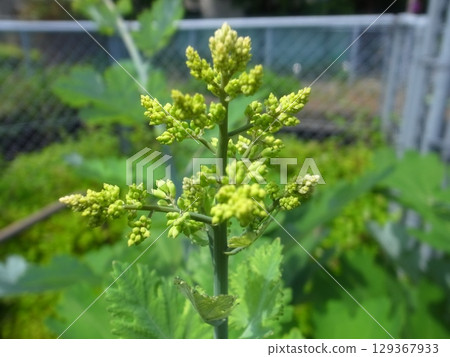 Bamboo grass 129367933