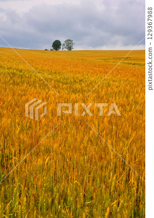 親子樹(北海道上川郡美瑛町) 親子樹(北海道上川郡美瑛町) 129367988