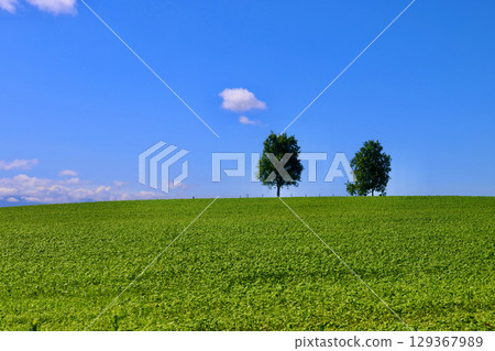 Parent and child tree (Biei Town, Kamikawa District, Hokkaido) 129367989
