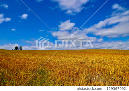 Parent and child tree (Biei Town, Kamikawa District, Hokkaido) 129367992