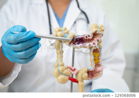 Intestine, doctor holding human anatomy model for study diagnosis and treatment in hospital. 129368006