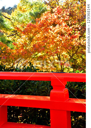 Autumn leaves at Kurama-dera Temple, a temple associated with Ushiwakamaru Autumn leaves at Kurama-dera Temple, a temple associated with Ushiwakamaru 129368144