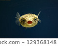 Porcupinefish, pufferfish, yawn 129368148