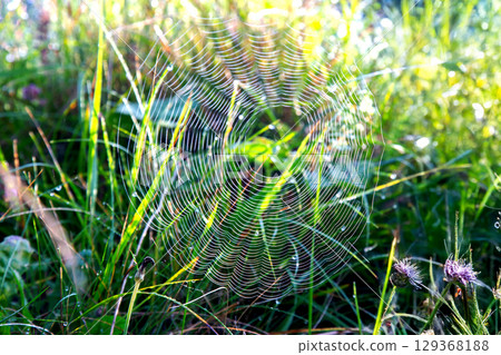 Cobwebs in the rays of the sun in the morning grass. landscape in nature 129368188