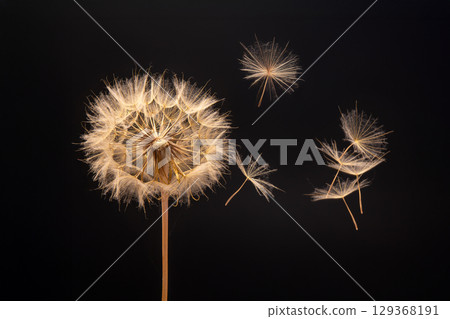 dandelion seeds fly from a flower on a dark blue background. botany and bloom growth propagation. 129368191