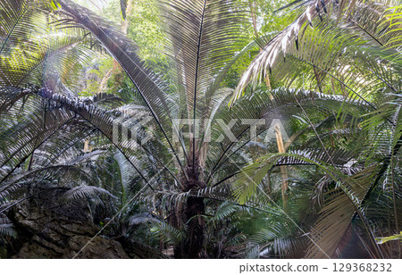 Beautiful view of The big green palm trees in natural light of Ancient forest Hup Pa Tat. 129368232