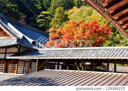 Autumn leaves at Kurama-dera Temple, a temple associated with Ushiwakamaru 129368255