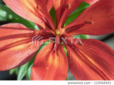 a close-up, top-view shot of Lilium philadelphicum in bloom. is known by several common names, including Wood Lily, Western Wood Lily, Flame Lily and Philadelphia Lily. 129368491