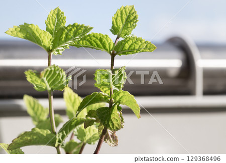 Spearmint (Mentha spicata) is a popular herb known for its refreshing flavor and aroma, widely used in culinary applications and beverages. Spearmint (Mentha spicata) is a popular herb known for its refreshing flavor and aroma, widely used in culinary applications and beverages. 129368496