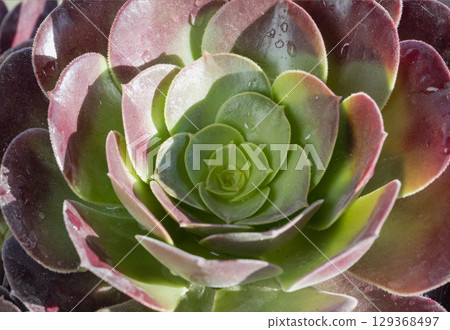 Aeonium 'Velour' succulent, recognized by its distinctive rosette-shaped to rounded arrangements. Aeonium 'Velour' succulent, recognized by its distinctive rosette-shaped to rounded arrangements. 129368497