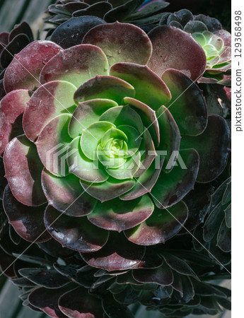 Aeonium 'Velour' succulent, recognized by its distinctive rosette-shaped to rounded arrangements. 129368498