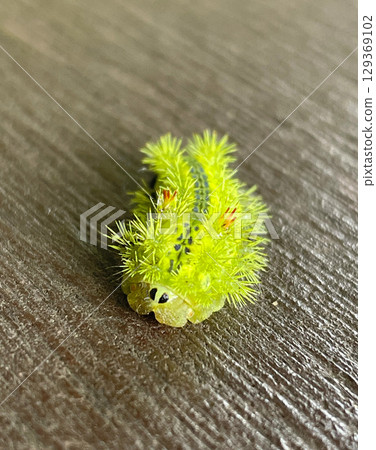 Larva of Hilo Heli Larva of Hilo Heli 129369102