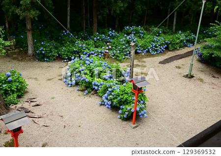 Hydrangeas in full bloom at Otowasan Kiyomizu-dera Temple 129369532