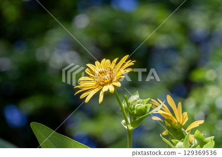 Native to North America, the square sunflower has small yellow flowers. Native to North America, the square sunflower has small yellow flowers. 129369536