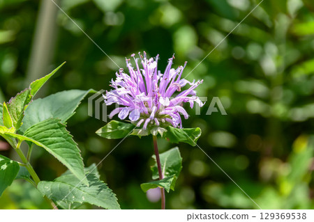 野生佛手柑（Monarda），被稱為香草 129369538