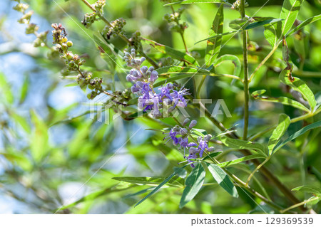 Common ginseng (Lamiaceae), also known as an herb Common ginseng (Lamiaceae), also known as an herb 129369539