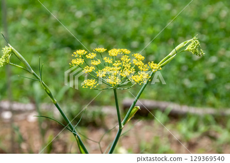 Fennel flowers are a type of herb with a sweet scent. Fennel flowers are a type of herb with a sweet scent. 129369540