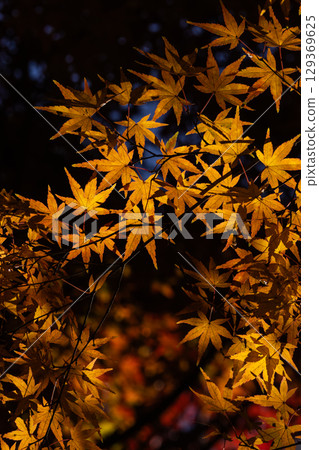 Autumn leaves of National Musashi Hills Forest Park 129369625