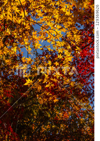 Autumn leaves of National Musashi Hills Forest Park 129369626