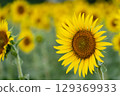 summer sunflowers 129369933